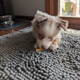 Miniature American Shepherd and Miniature Australian Shepherd Puppies from Trailside Mini Aussies