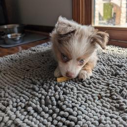 Miniature American Shepherd and Miniature Australian Shepherd Puppies from Trailside Mini Aussies