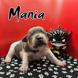 Mania - Blue white and tan male Rat Terrier puppy in Lynn, Alabama from Cryptic Rat Terriers