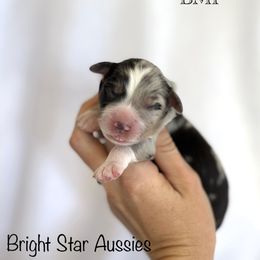 Gail - Blue merle female Australian Shepherd puppy in Newton, Mississippi from Bright Star Aussies