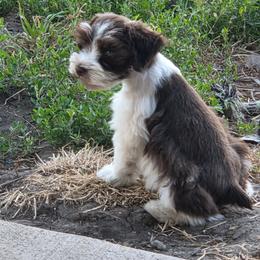 Sophie - Liver female Miniature Schnauzer puppy in Paradise, Utah from Highbornschnauzers