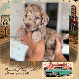 Roadmaster - DallasTX - 4,000 - Chocolate male Goldendoodle puppy in Garland, Texas from Twilight Doodles