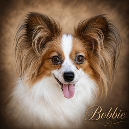 Bobbie - Papillon