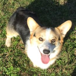 Pembroke Welsh Corgis from Mill Pond Homestead