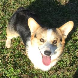 Pembroke Welsh Corgis from Mill Pond Homestead