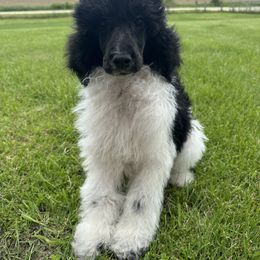 Bernedoodle, Goldendoodle, and Poodle Puppies from Country View Bernedoodles and Goldendoodles
