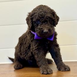Girl 2 - female Labradoodle puppy in Liberty Hill, Texas from Martin Family Doodle