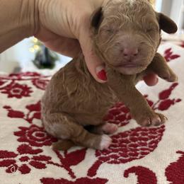 Ginger - Red  female Goldendoodle puppy in Brooksville, Florida from Abby’s Standard Goldendoodles