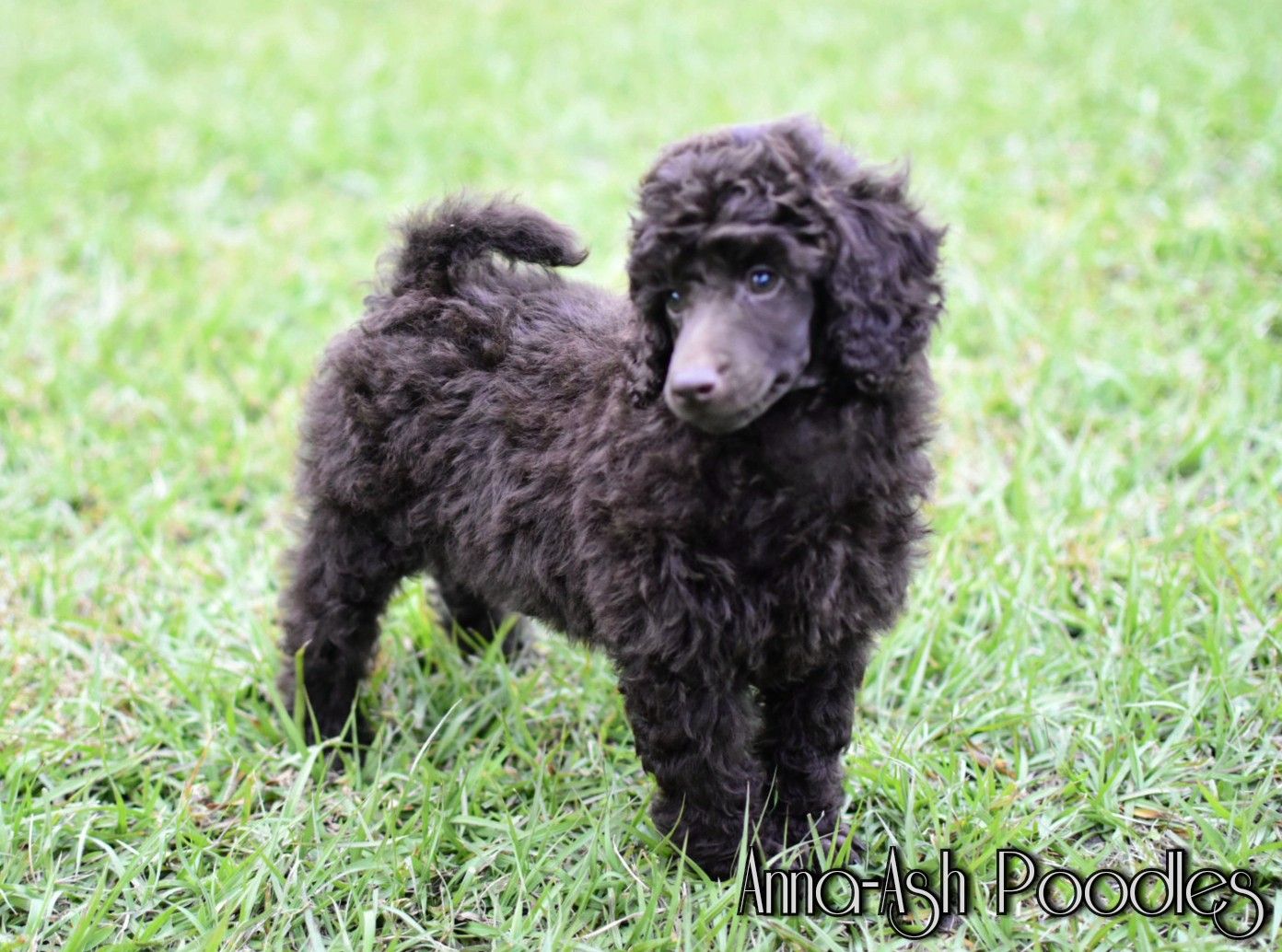 Anna best sale ash poodles