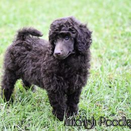 Poodle Puppies from Anna-Ash Poodles