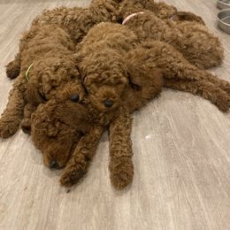 Poodle Puppies from Shamrock’s Poodles