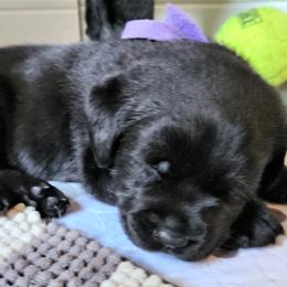 Labrador Retriever Puppies from Lorlyn Labradors