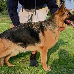 Janika - German Shepherd