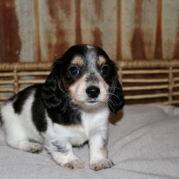 Dachshund Puppies from Rustic Bark Page's Dachshunds