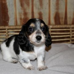 Dachshund Puppies from Rustic Bark Page's Dachshunds