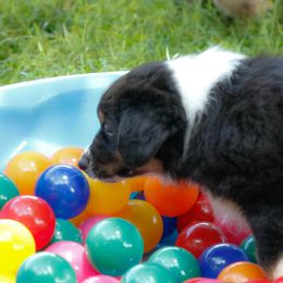 Miniature American Shepherd Puppies from Stones River Mini American Shepherds