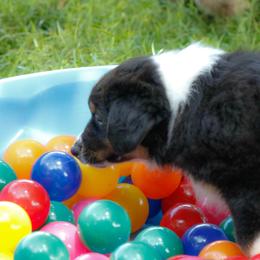 Miniature American Shepherd Puppies from Stones River Mini American Shepherds