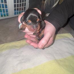 Roo - Black and tan female Dachshund puppy in Hilliard, Florida from Wiggle Weens