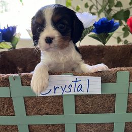 Crystal - Cavalier King Charles Spaniel puppy from Cloud Nine Cavaliers