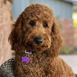 Lila Jane - Goldendoodle