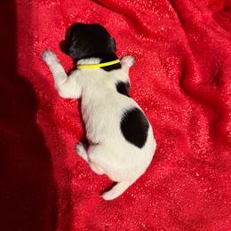 Yellow - Black roan female German Shorthaired Pointer puppy in Jackson, Georgia from Rosengrace Gsps (formerly Tiner GSP’s)