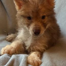 Vixen - Red and white female Siberian Husky puppy in Doswell, Virginia from Shinko Siberians