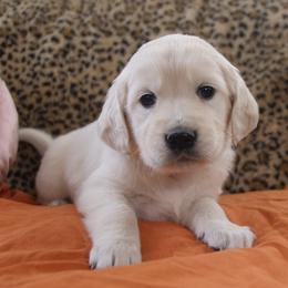 Orange Collar - Light golden male Golden Retriever puppy in Roseburg, Oregon from Unbound Goldens