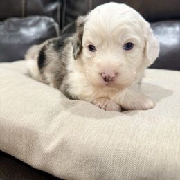 Winter - Blue merle female Aussiedoodle puppy in Heber City, Utah from Junipersdoodles