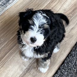 Buzz - Tri-color male Bernedoodle puppy in Lincoln, Nebraska from GRand Doodles