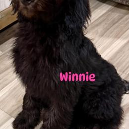 Winnie - Black female Goldendoodle puppy in Sarasota, Florida from Doodle Lovin