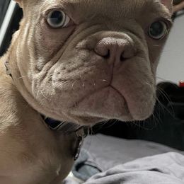 French Bulldogs from Eliteone Frenchies
