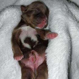 Miles - Liver and white male Shih Tzu puppy in Arcadia, Florida from Kitsune Cuddles and kisses