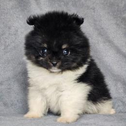 Terance - Black parti male Pomeranian puppy in Laredo, Texas from SASH Poms