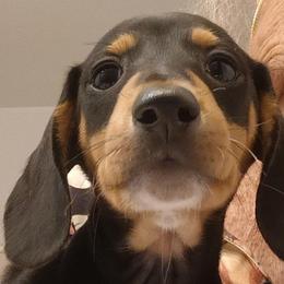 Comet - Black and tan male Dachshund puppy in Pahrump, Nevada from Heaven Sent Doxies