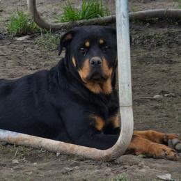 Lily - Black and mahogany female Rottweiler puppy in Tangent, Oregon from Raya's Royals
