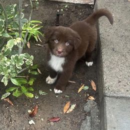 Yellow - Red & white male Australian Shepherd puppy in Murrieta, California from So Fetch Aussies