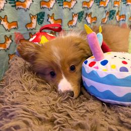 Denver - Red male Pembroke Welsh Corgi puppy in Minooka, Illinois from Lucky J Corgis