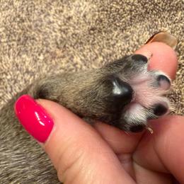 Francesca - Fawn female Pug puppy in Milam, West Virginia from Vaubel Country Pugs