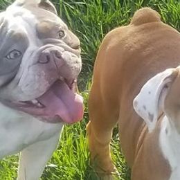 Olde English Bulldogges from M&M Bulldogs