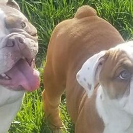 Olde English Bulldogges from M&M Bulldogs
