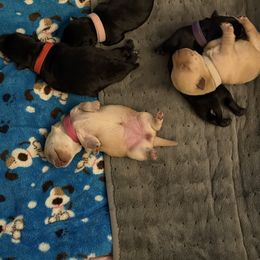 Scottish Terrier Puppies from Santas Scotties