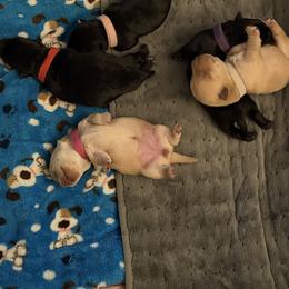 Scottish Terrier Puppies from Santas Scotties