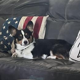 Wyatt - Pembroke Welsh Corgi
