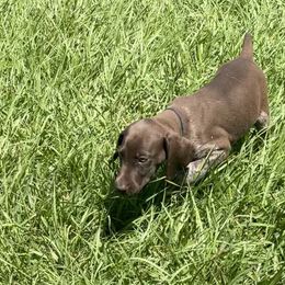 Whitley - German Shorthaired Pointer puppy in Lakeland, Florida from Walker’s German Shorthaired Pointers