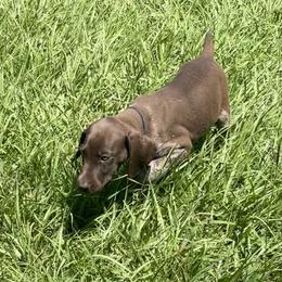 Whitley - German Shorthaired Pointer puppy in Lakeland, Florida from Walker’s German Shorthaired Pointers