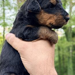 Baby Girl Red - Black and tan female Airedale Terrier puppy in Mooresville, North Carolina from Farm 55