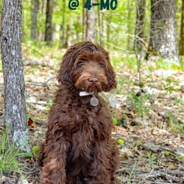 Australian Labradoodle Puppies from Whimsical Australian Labradoodles