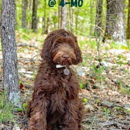 Australian Labradoodle Puppies from Whimsical Australian Labradoodles