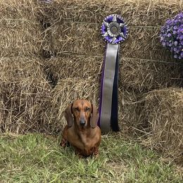 Dachshunds and Great Pyrenees from Pyradox