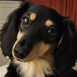 Dachshunds from Linda McClellan